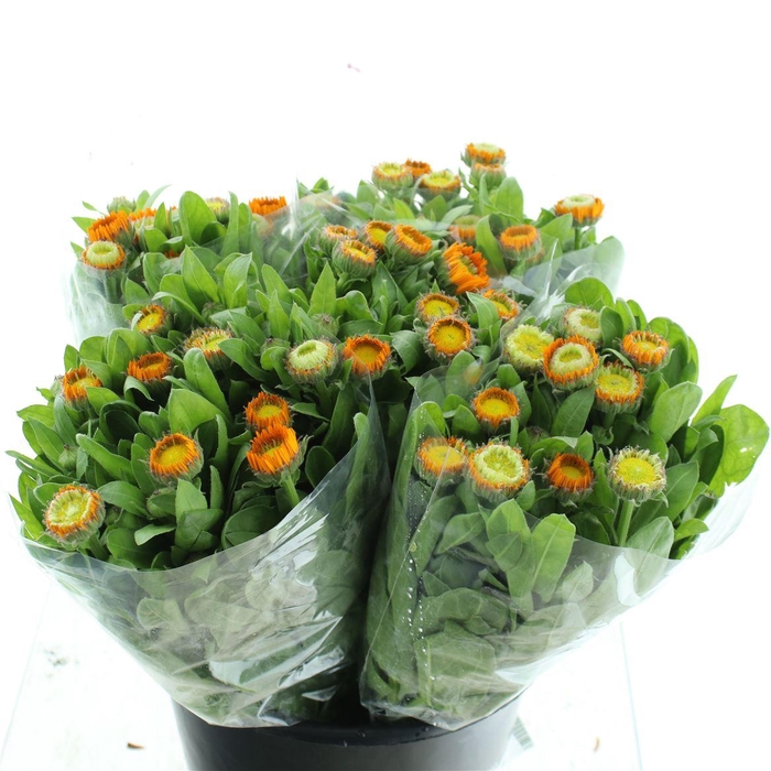 <h4>Calendula Orange Double Flowered</h4>