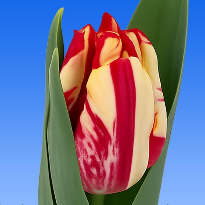 <h4>Tu EN Tarantula</h4>