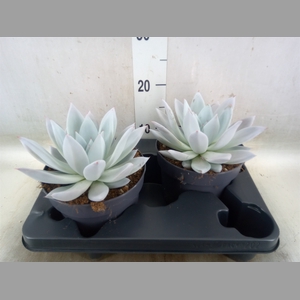 Echeveria  'Mexican Giant'