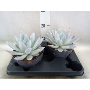 Echeveria  'Mexican Giant'