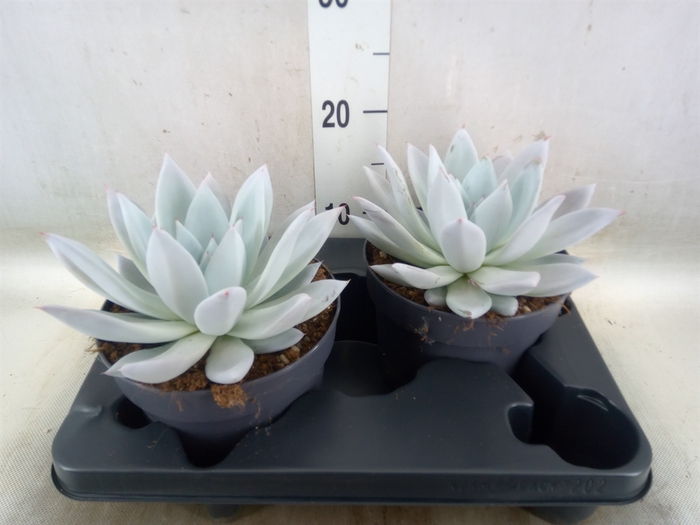 <h4>Echeveria  'Mexican Giant'</h4>