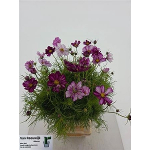 Cosmos Bipinnatus