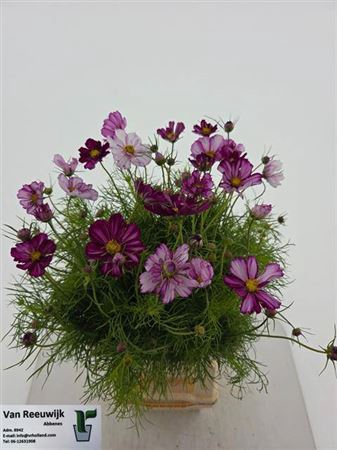 <h4>Cosmos Bipinnatus</h4>