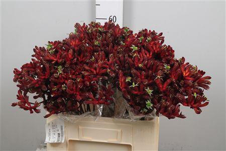 <h4>Anigoz Early Spring</h4>