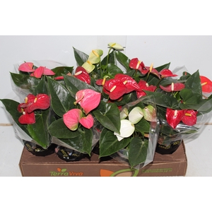 ANTHURIUM VARIADO P12