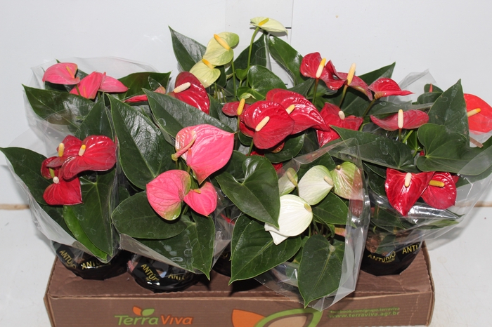 ANTHURIUM VARIADO P12