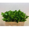 Ruscus