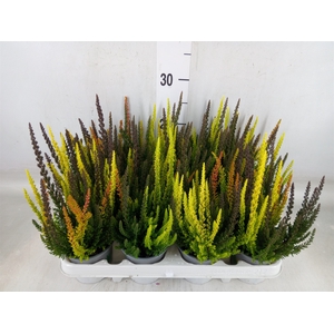 Calluna vulg. 'Skyline'   ...mix 3