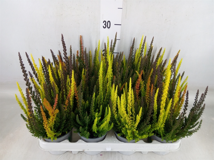 <h4>Calluna vulg. 'Skyline'   ...mix 3</h4>