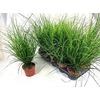 Carex Brunnea