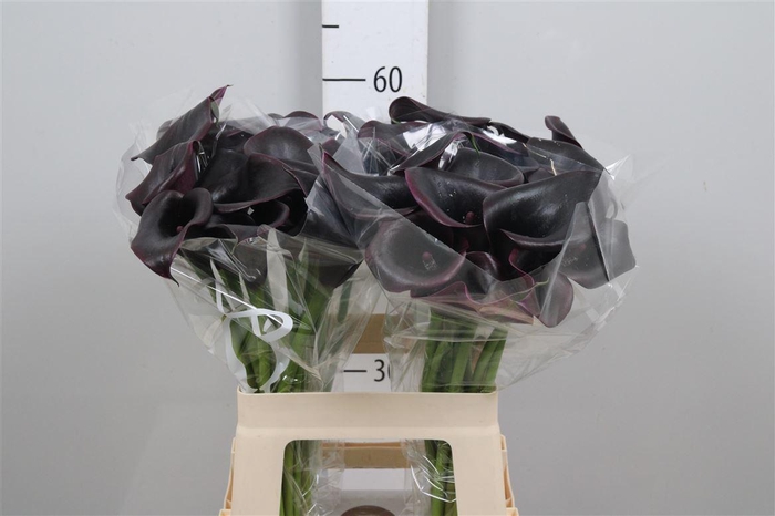 <h4>Zant Cantor</h4>