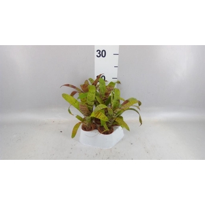 Vriesea  'Era'