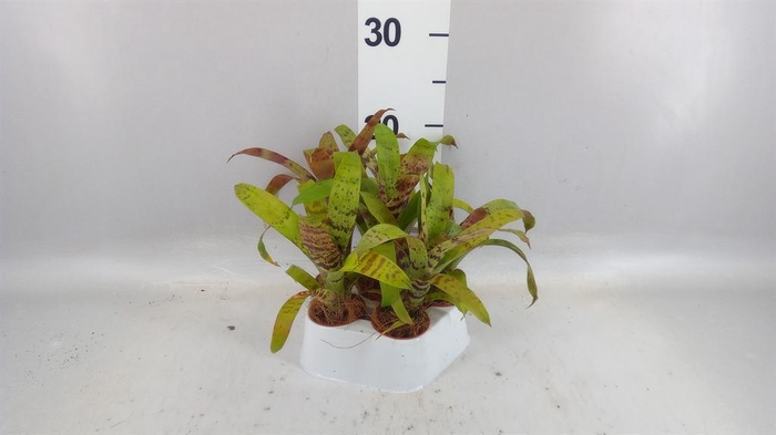 <h4>Vriesea  'Era'</h4>