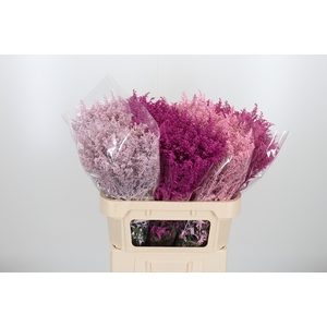 Solidago Kl Bh Pink Mix