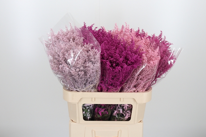 <h4>Solidago Kl Bh Pink Mix</h4>