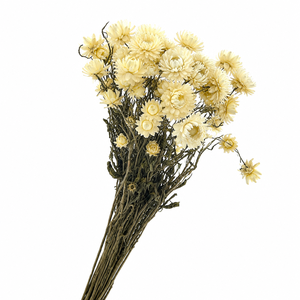 Dried Helichrysum White
