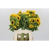 Helianthus Orange Fire