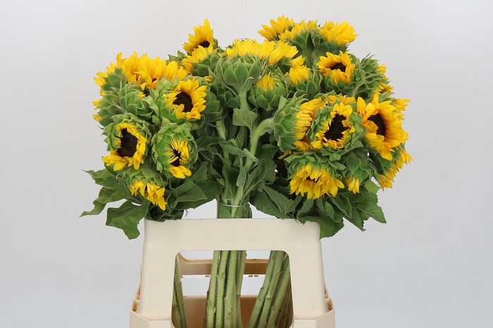 <h4>Helianthus Orange Fire</h4>