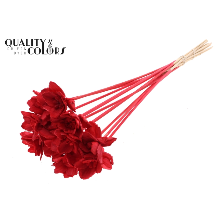 <h4>Shola Queen Flower on stem Red</h4>