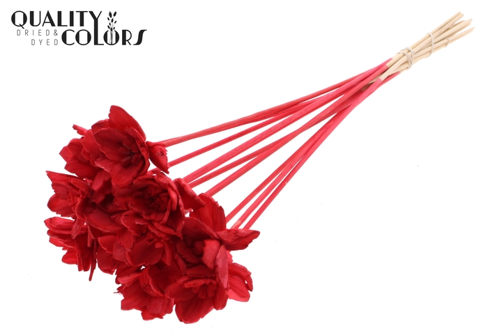 Shola Queen Flower on stem Red