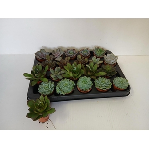 ECHEVERIA MIX MINI P7