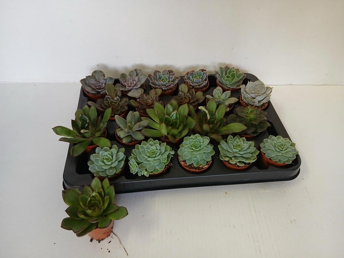 <h4>ECHEVERIA MIX MINI P7</h4>