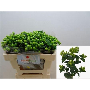 Hyp Mag Green Power