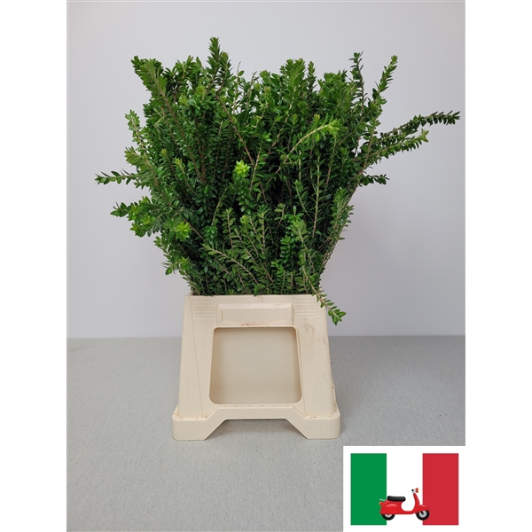 <h4>MYRTUS TARANTINO PB</h4>