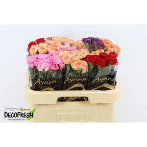 Di St Hot Mix in box