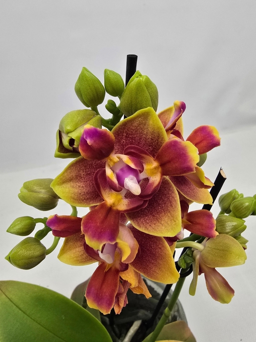 <h4>Limited 09 week 17</h4>