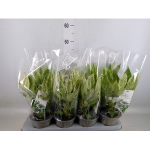 Fatsia japonica 'Variegata'