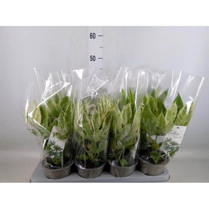 <h4>Fatsia japonica 'Variegata'</h4>