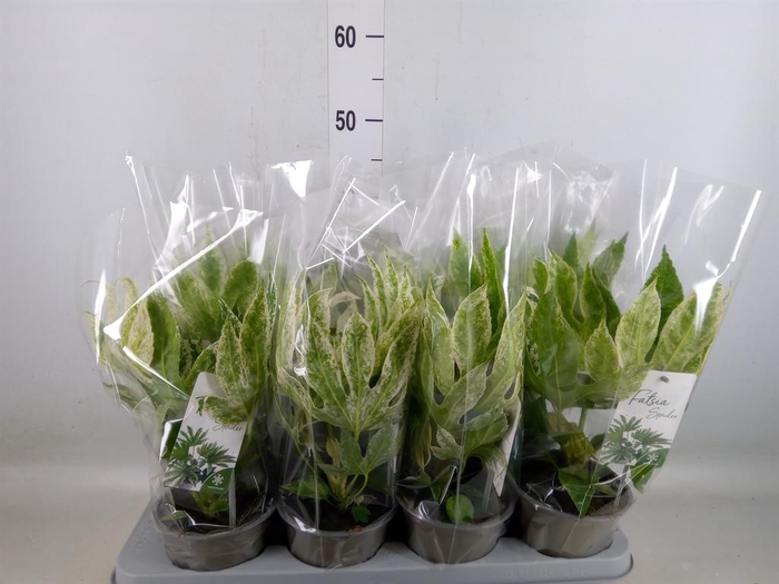 <h4>Fatsia japonica 'Variegata'</h4>