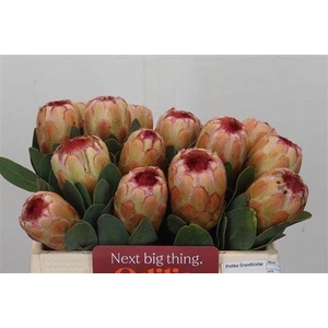 Protea Grandicolor