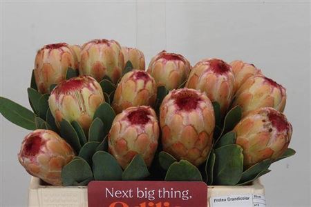 <h4>Protea Grandicolor</h4>