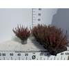 CALLU BL SISKA