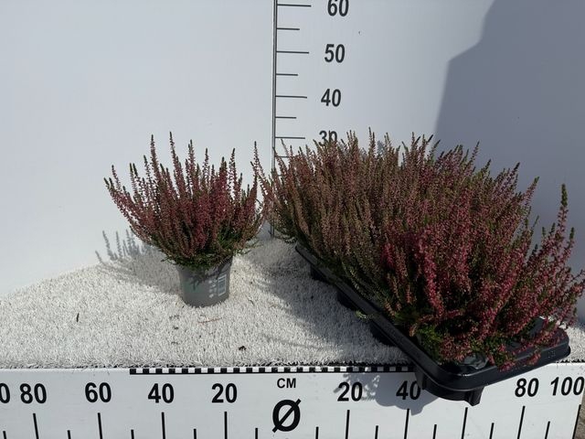 CALLU BL SISKA
