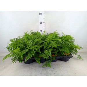 Asplenium  'Parvati'