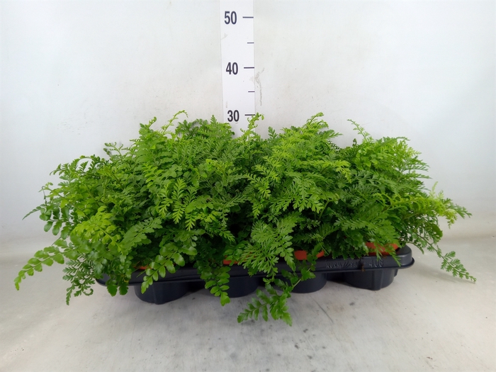 <h4>Asplenium  'Parvati'</h4>