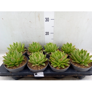 Echeveria   ...
