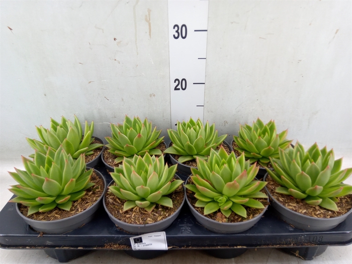 <h4>Echeveria   ...</h4>