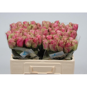 RS GR BELLE ROSE R GR BELLE ROSE