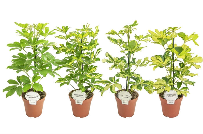 <h4>Schefflera arbo. overig</h4>