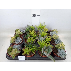 Succulents   ...