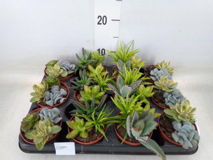 <h4>Succulents   ...</h4>
