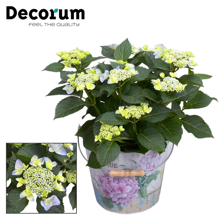 <h4>Hydrangea Teller Nizza Blue 7 - 12 kop in Bucket (Decorum)</h4>