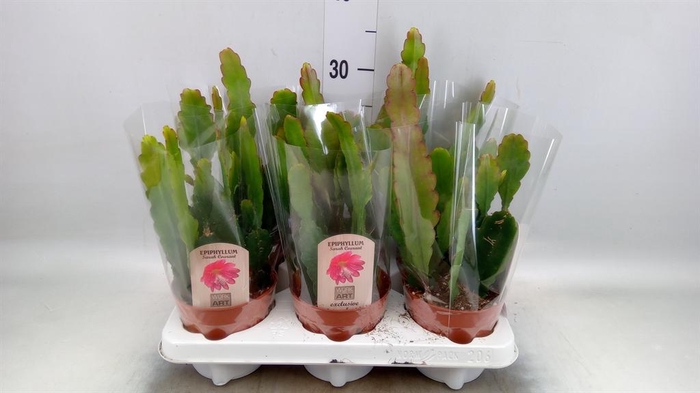 <h4>Epiphyllum   ...</h4>