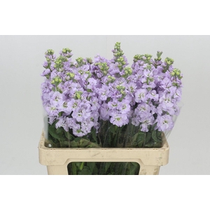 Matthiola Iron Marine
