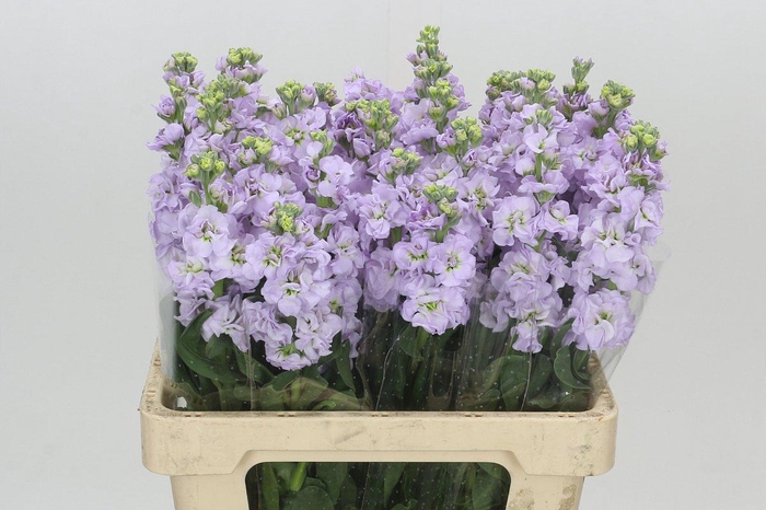 <h4>Matthiola Iron Marine</h4>