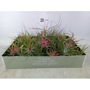 Tillandsia